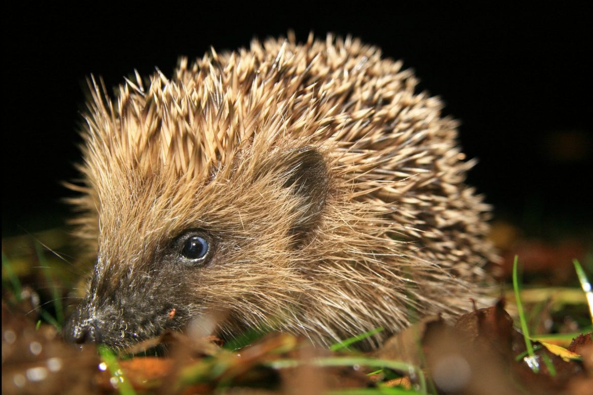 hedgehog-1346360