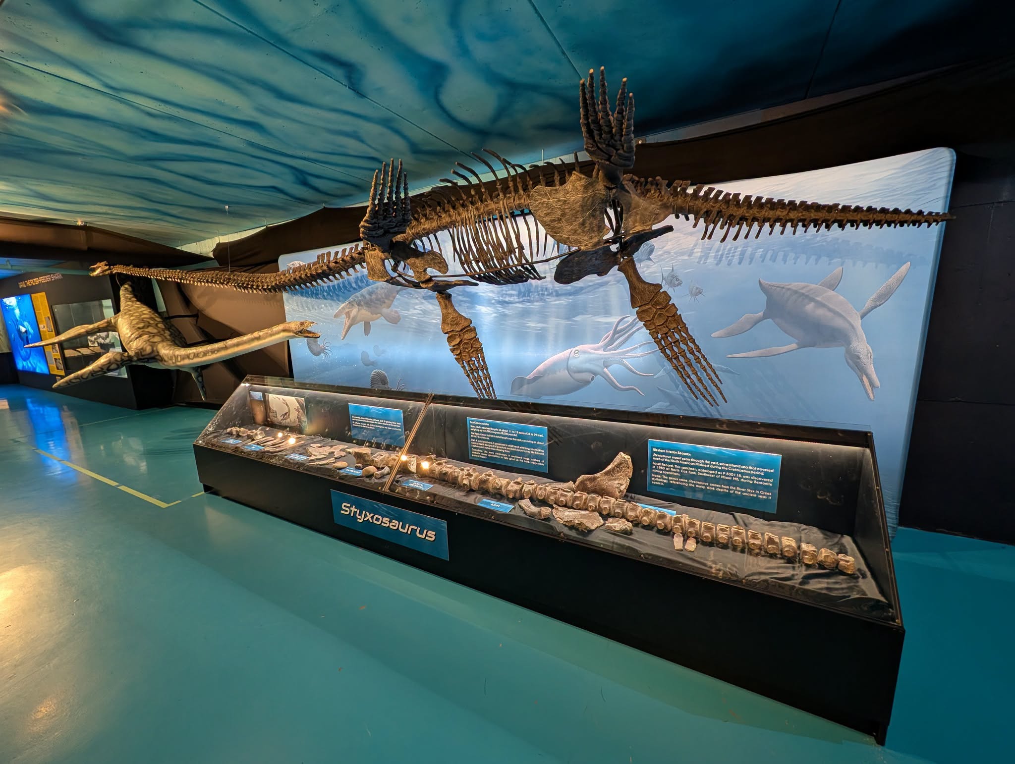 3D Reconstructed Styxosaurus snowii debuts in Canadian museum